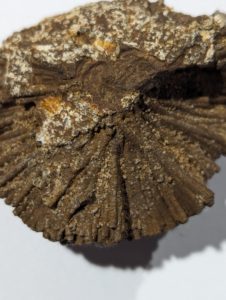 PXL_20240219_203058685